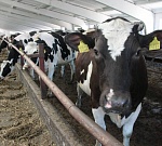 Семейные животноводческие фермы в волгоградском регионе получат поддержку