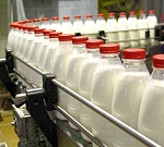 Молока в Волгоградской области стали производить больше